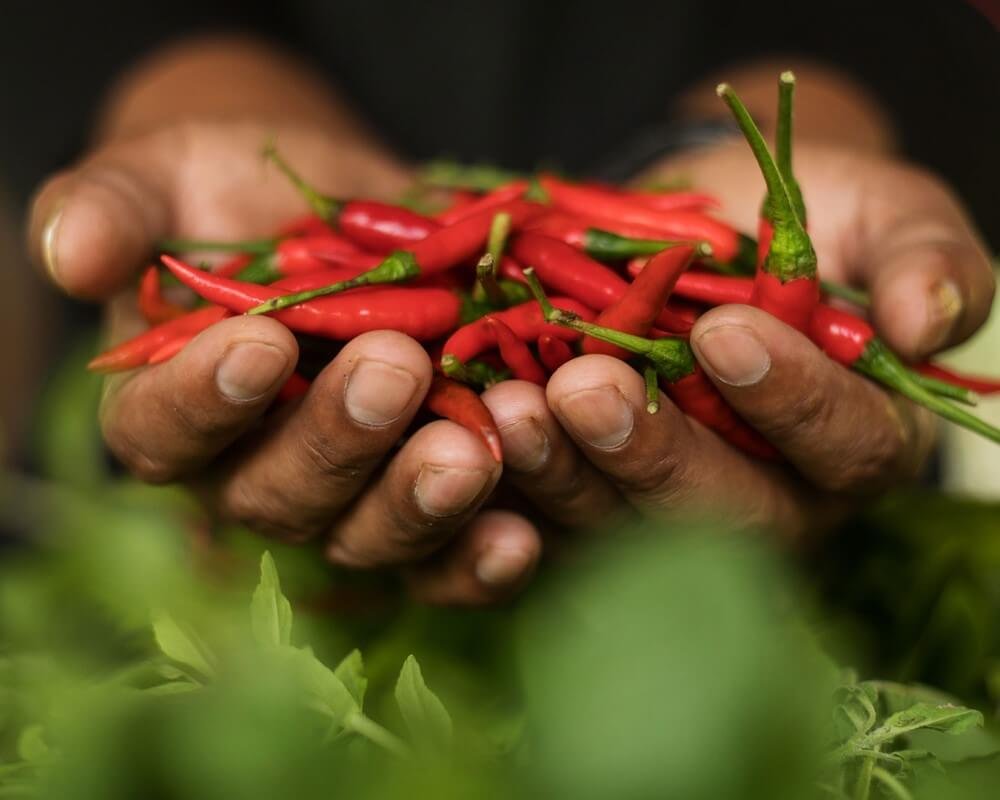 Fiery Red Chili